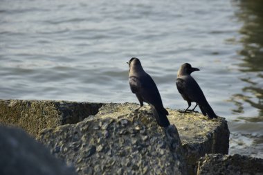 Kara kargalar, nehir suyunun kenarındaki dokulu kayalara tüneyerek doğal bir sahil şeridinde doğa ve yayın tasarımı için uygun sakin bir yaban hayatı davranışı yakaladılar..