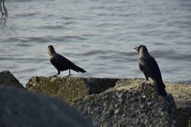 Kara kargalar, nehir suyunun kenarındaki dokulu kayalara tüneyerek doğal bir sahil şeridinde doğa ve yayın tasarımı için uygun sakin bir yaban hayatı davranışı yakaladılar..