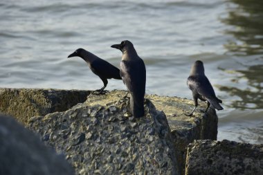 Kara kargalar, nehir suyunun kenarındaki dokulu kayalara tüneyerek doğal bir sahil şeridinde doğa ve yayın tasarımı için uygun sakin bir yaban hayatı davranışı yakaladılar..