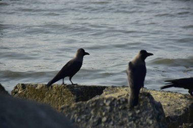 Kara kargalar, nehir suyunun kenarındaki dokulu kayalara tüneyerek doğal bir sahil şeridinde doğa ve yayın tasarımı için uygun sakin bir yaban hayatı davranışı yakaladılar..