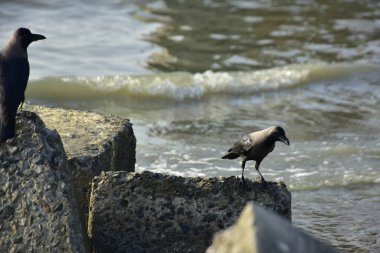 Kara kargalar, nehir suyunun kenarındaki dokulu kayalara tüneyerek doğal bir sahil şeridinde doğa ve yayın tasarımı için uygun sakin bir yaban hayatı davranışı yakaladılar..