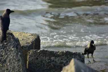 Kara kargalar, nehir suyunun kenarındaki dokulu kayalara tüneyerek doğal bir sahil şeridinde doğa ve yayın tasarımı için uygun sakin bir yaban hayatı davranışı yakaladılar..