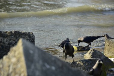 Kara kargalar, nehir suyunun kenarındaki dokulu kayalara tüneyerek doğal bir sahil şeridinde doğa ve yayın tasarımı için uygun sakin bir yaban hayatı davranışı yakaladılar..