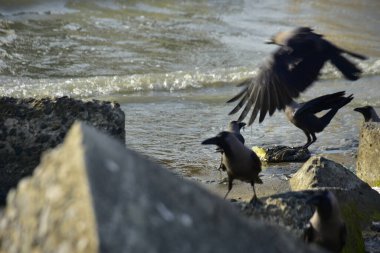 Kara kargalar, nehir suyunun kenarındaki dokulu kayalara tüneyerek doğal bir sahil şeridinde doğa ve yayın tasarımı için uygun sakin bir yaban hayatı davranışı yakaladılar..