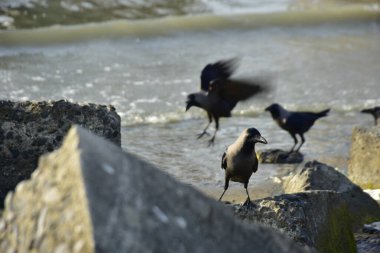Kara kargalar, nehir suyunun kenarındaki dokulu kayalara tüneyerek doğal bir sahil şeridinde doğa ve yayın tasarımı için uygun sakin bir yaban hayatı davranışı yakaladılar..