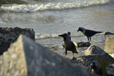 Kara kargalar, nehir suyunun kenarındaki dokulu kayalara tüneyerek doğal bir sahil şeridinde doğa ve yayın tasarımı için uygun sakin bir yaban hayatı davranışı yakaladılar..