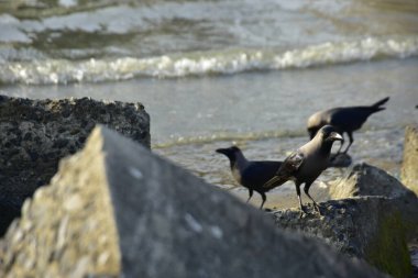 Kara kargalar, nehir suyunun kenarındaki dokulu kayalara tüneyerek doğal bir sahil şeridinde doğa ve yayın tasarımı için uygun sakin bir yaban hayatı davranışı yakaladılar..