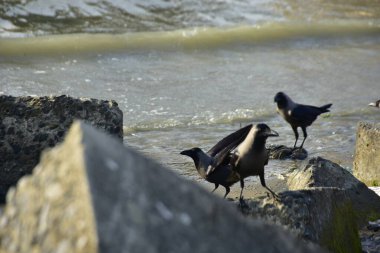 Kara kargalar, nehir suyunun kenarındaki dokulu kayalara tüneyerek doğal bir sahil şeridinde doğa ve yayın tasarımı için uygun sakin bir yaban hayatı davranışı yakaladılar..