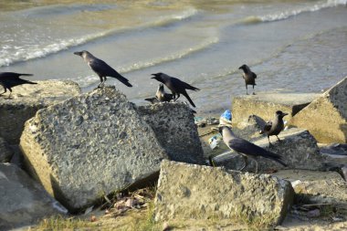 Kara kargalar, nehir suyunun kenarındaki dokulu kayalara tüneyerek doğal bir sahil şeridinde doğa ve yayın tasarımı için uygun sakin bir yaban hayatı davranışı yakaladılar..