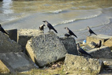 Kara kargalar, nehir suyunun kenarındaki dokulu kayalara tüneyerek doğal bir sahil şeridinde doğa ve yayın tasarımı için uygun sakin bir yaban hayatı davranışı yakaladılar..