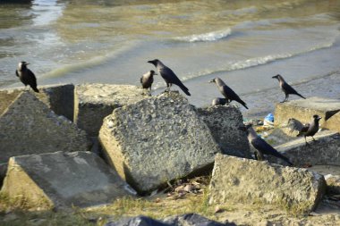 Kara kargalar, nehir suyunun kenarındaki dokulu kayalara tüneyerek doğal bir sahil şeridinde doğa ve yayın tasarımı için uygun sakin bir yaban hayatı davranışı yakaladılar..