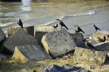 Kara kargalar, nehir suyunun kenarındaki dokulu kayalara tüneyerek doğal bir sahil şeridinde doğa ve yayın tasarımı için uygun sakin bir yaban hayatı davranışı yakaladılar..
