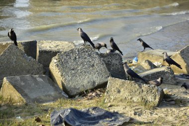 Kara kargalar, nehir suyunun kenarındaki dokulu kayalara tüneyerek doğal bir sahil şeridinde doğa ve yayın tasarımı için uygun sakin bir yaban hayatı davranışı yakaladılar..