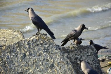 Kara kargalar, nehir suyunun kenarındaki dokulu kayalara tüneyerek doğal bir sahil şeridinde doğa ve yayın tasarımı için uygun sakin bir yaban hayatı davranışı yakaladılar..