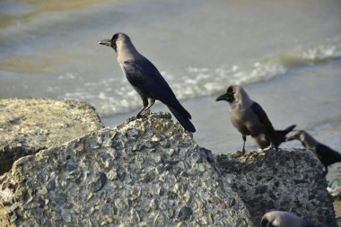 Kara kargalar, nehir suyunun kenarındaki dokulu kayalara tüneyerek doğal bir sahil şeridinde doğa ve yayın tasarımı için uygun sakin bir yaban hayatı davranışı yakaladılar..
