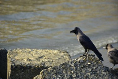 Kara kargalar, nehir suyunun kenarındaki dokulu kayalara tüneyerek doğal bir sahil şeridinde doğa ve yayın tasarımı için uygun sakin bir yaban hayatı davranışı yakaladılar..