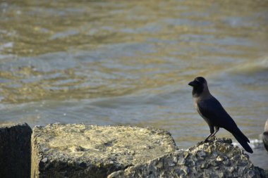 Kara kargalar, nehir suyunun kenarındaki dokulu kayalara tüneyerek doğal bir sahil şeridinde doğa ve yayın tasarımı için uygun sakin bir yaban hayatı davranışı yakaladılar..