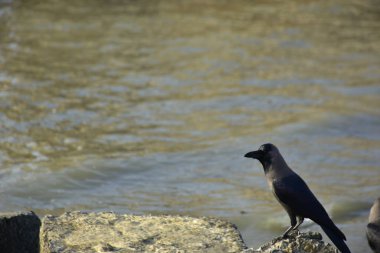 Kara kargalar, nehir suyunun kenarındaki dokulu kayalara tüneyerek doğal bir sahil şeridinde doğa ve yayın tasarımı için uygun sakin bir yaban hayatı davranışı yakaladılar..