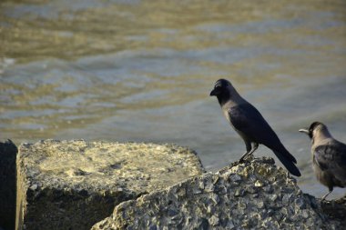 Kara kargalar, nehir suyunun kenarındaki dokulu kayalara tüneyerek doğal bir sahil şeridinde doğa ve yayın tasarımı için uygun sakin bir yaban hayatı davranışı yakaladılar..