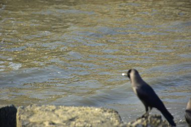 Kara kargalar, nehir suyunun kenarındaki dokulu kayalara tüneyerek doğal bir sahil şeridinde doğa ve yayın tasarımı için uygun sakin bir yaban hayatı davranışı yakaladılar..