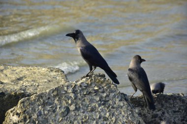 Kara kargalar, nehir suyunun kenarındaki dokulu kayalara tüneyerek doğal bir sahil şeridinde doğa ve yayın tasarımı için uygun sakin bir yaban hayatı davranışı yakaladılar..