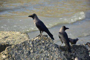 Kara kargalar, nehir suyunun kenarındaki dokulu kayalara tüneyerek doğal bir sahil şeridinde doğa ve yayın tasarımı için uygun sakin bir yaban hayatı davranışı yakaladılar..
