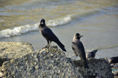 Kara kargalar, nehir suyunun kenarındaki dokulu kayalara tüneyerek doğal bir sahil şeridinde doğa ve yayın tasarımı için uygun sakin bir yaban hayatı davranışı yakaladılar..