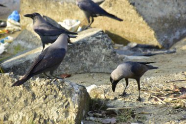 Nehir kenarındaki Kaya 'da Beslenen Karga Grubu