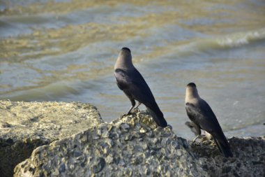 Nehir kenarındaki Kaya 'da Beslenen Karga Grubu
