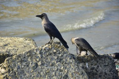 Nehir kenarındaki Kaya 'da Beslenen Karga Grubu