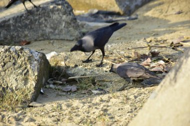 Nehir kenarındaki Kaya 'da Beslenen Karga Grubu