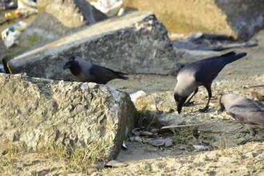 Nehir kenarındaki Kaya 'da Beslenen Karga Grubu