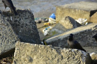 Nehir kenarındaki Kaya 'da Beslenen Karga Grubu
