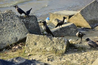 Nehir kenarındaki Kaya 'da Beslenen Karga Grubu