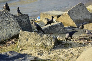 Nehir kenarındaki Kaya 'da Beslenen Karga Grubu