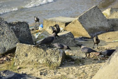 Nehir kenarındaki Kaya 'da Beslenen Karga Grubu