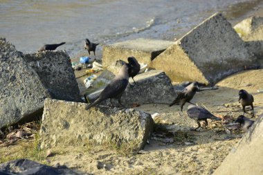 Nehir kenarındaki Kaya 'da Beslenen Karga Grubu