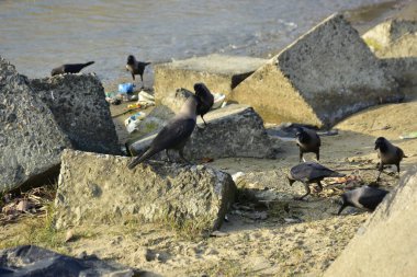 Nehir kenarındaki Kaya 'da Beslenen Karga Grubu