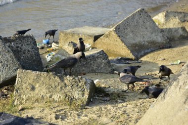 Nehir kenarındaki Kaya 'da Beslenen Karga Grubu