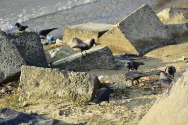 Nehir kenarındaki Kaya 'da Beslenen Karga Grubu