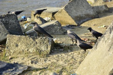 Nehir kenarındaki Kaya 'da Beslenen Karga Grubu