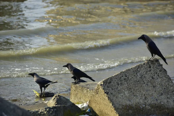 Kara kargalar, nehir suyunun kenarındaki dokulu kayalara tüneyerek doğal bir sahil şeridinde doğa ve yayın tasarımı için uygun sakin bir yaban hayatı davranışı yakaladılar..