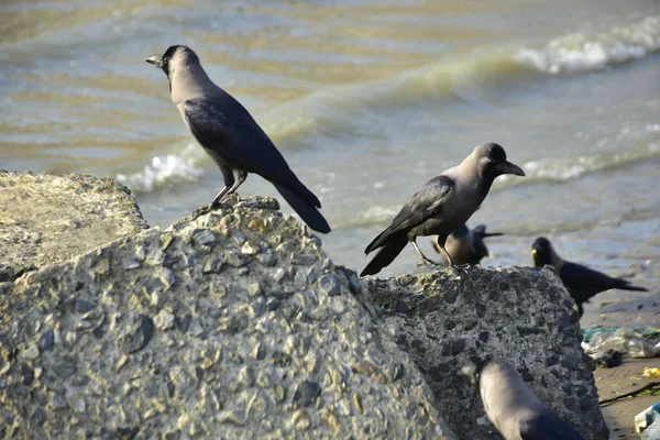 Kara kargalar, nehir suyunun kenarındaki dokulu kayalara tüneyerek doğal bir sahil şeridinde doğa ve yayın tasarımı için uygun sakin bir yaban hayatı davranışı yakaladılar..