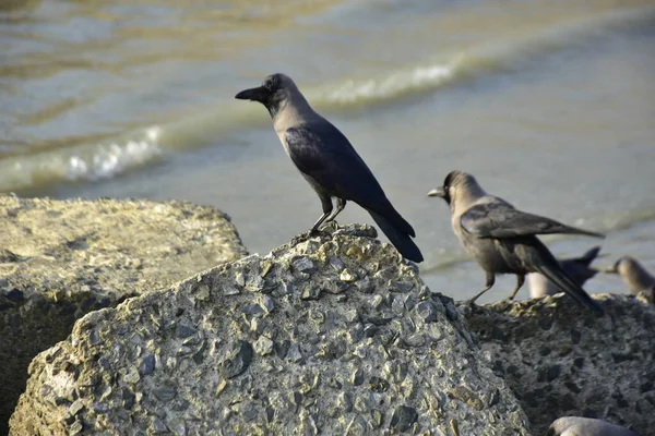 Kara kargalar, nehir suyunun kenarındaki dokulu kayalara tüneyerek doğal bir sahil şeridinde doğa ve yayın tasarımı için uygun sakin bir yaban hayatı davranışı yakaladılar..