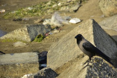 Nehir kenarındaki Kaya 'da Beslenen Karga Grubu