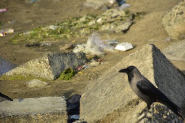 Nehir kenarındaki Kaya 'da Beslenen Karga Grubu