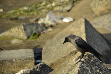 Nehir kenarındaki Kaya 'da Beslenen Karga Grubu
