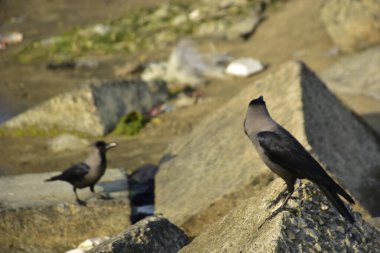 Nehir kenarındaki Kaya 'da Beslenen Karga Grubu