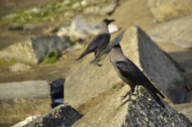 Nehir kenarındaki Kaya 'da Beslenen Karga Grubu