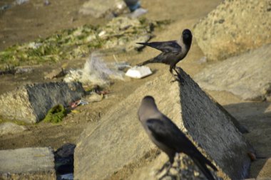 Nehir kenarındaki Kaya 'da Beslenen Karga Grubu